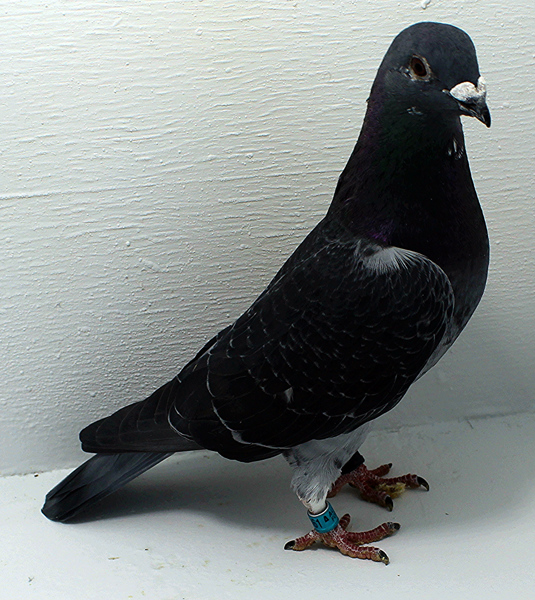 Band: AU 20061 AA 2025